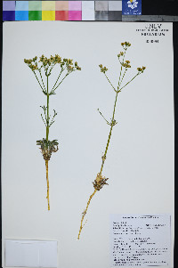 Frasera albomarginata image