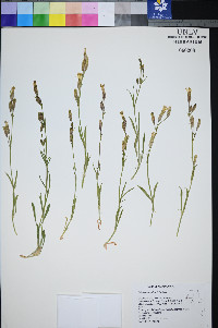 Silene bernardina image