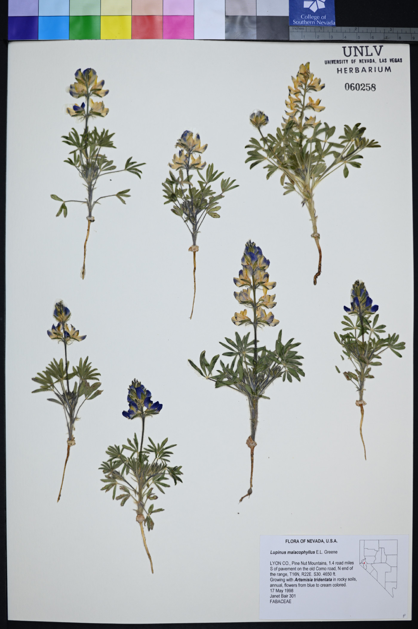 Lupinus malacophyllus image