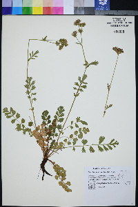 Horkelia fusca image