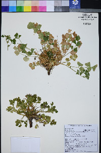 Ivesia arizonica var. arizonica image