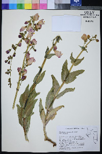 Penstemon palmeri image