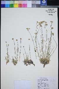 Eremogone congesta var. glandulifera image