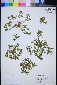Phacelia inundata image
