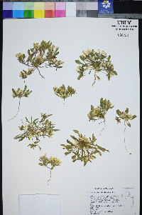 Eremothera nevadensis image