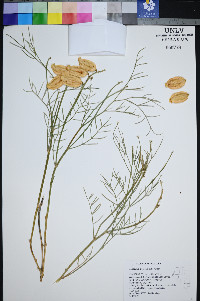 Astragalus pterocarpus image