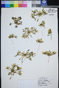 Eremothera nevadensis image