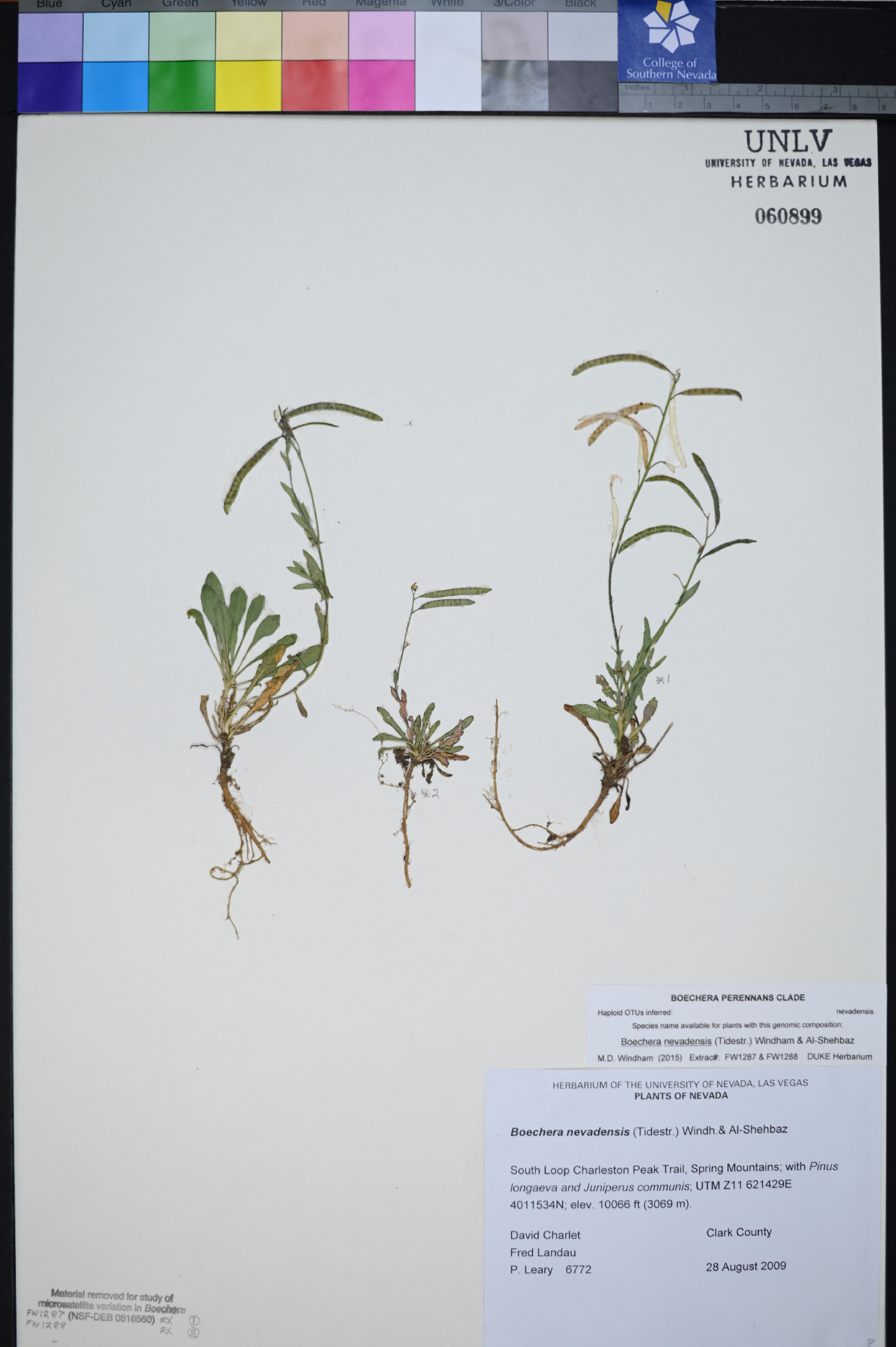 Boechera nevadensis image