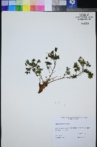 Phacelia geraniifolia image