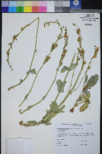 Penstemon bicolor subsp. bicolor image