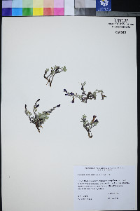 Penstemon thompsoniae image