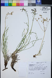 Peucedanum graveolens image