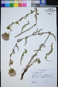 Cirsium tenuisectum image