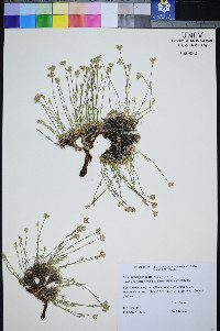 Eremogone congesta var. charlestonensis image