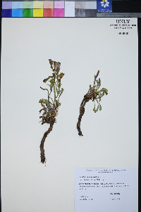 Penstemon leiophyllus var. keckii image