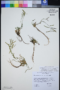 Boechera nevadensis image