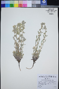 Oreocarya welshii image