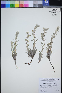 Oreocarya welshii image