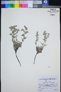 Oreocarya welshii image