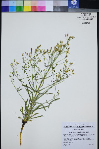 Frasera albomarginata image