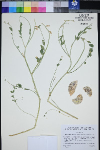 Astragalus oophorus image