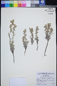 Oreocarya welshii image