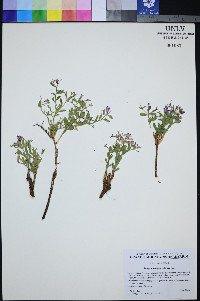 Rhinotropis subspinosa image