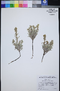 Oreocarya welshii image