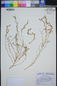 Cordylanthus tecopensis image