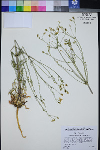 Frasera albomarginata image