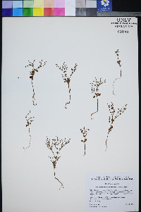 Johanneshowellia puberula image