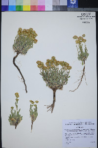 Xanthisma grindelioides var. depressum image