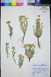Xanthisma grindelioides var. depressum image