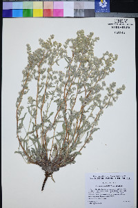 Oreocarya welshii image