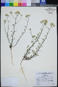 Ipomopsis congesta subsp. congesta image