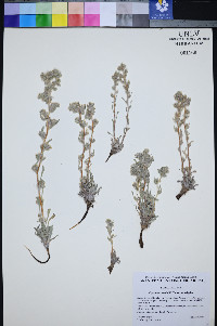 Oreocarya welshii image