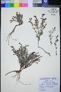 Penstemon thompsoniae image