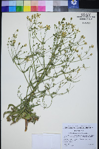 Frasera albomarginata image