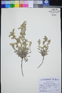 Oreocarya welshii image