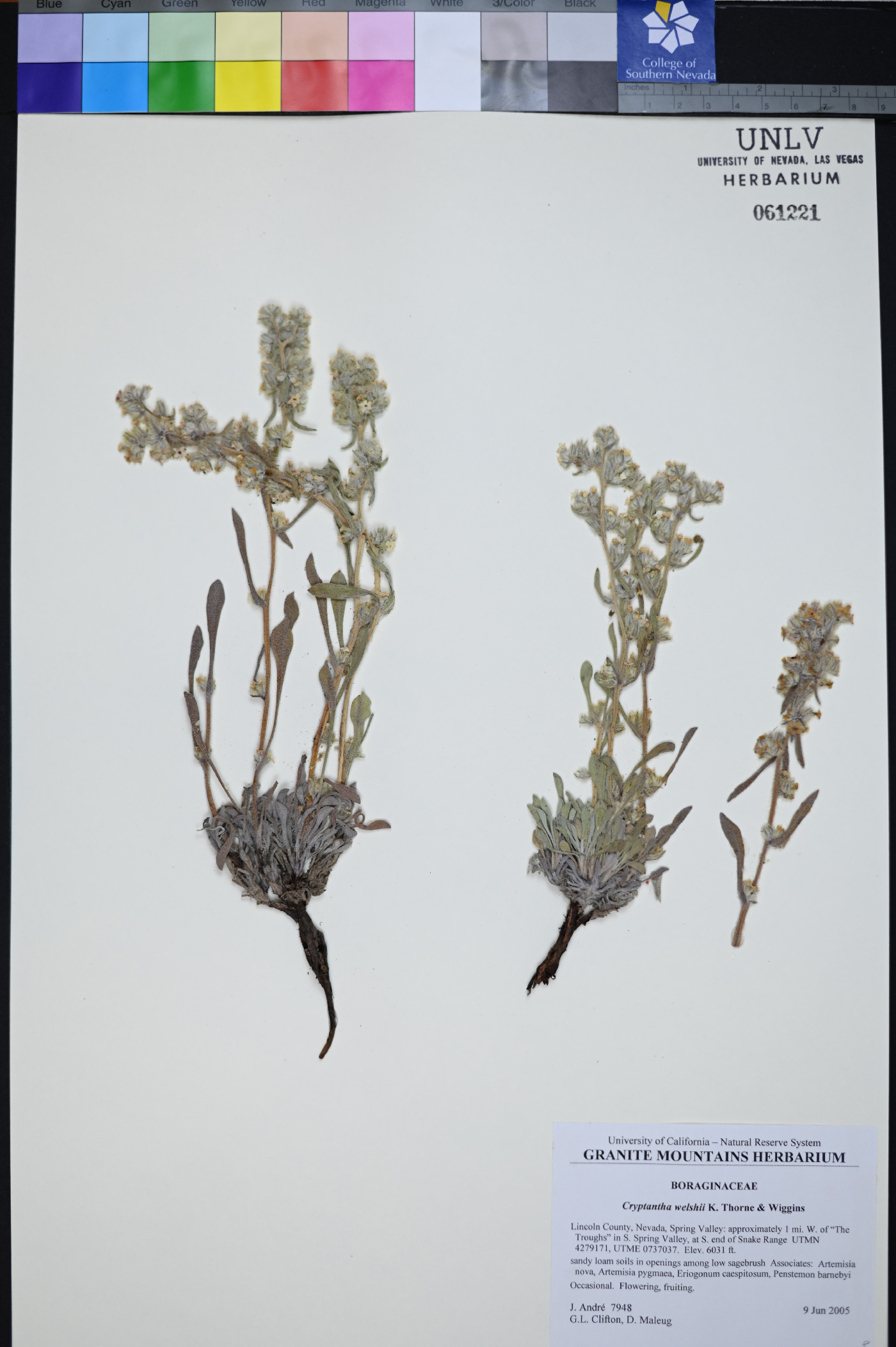 Oreocarya welshii image
