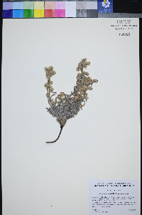Oreocarya welshii image