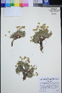 Xanthisma grindelioides var. depressum image