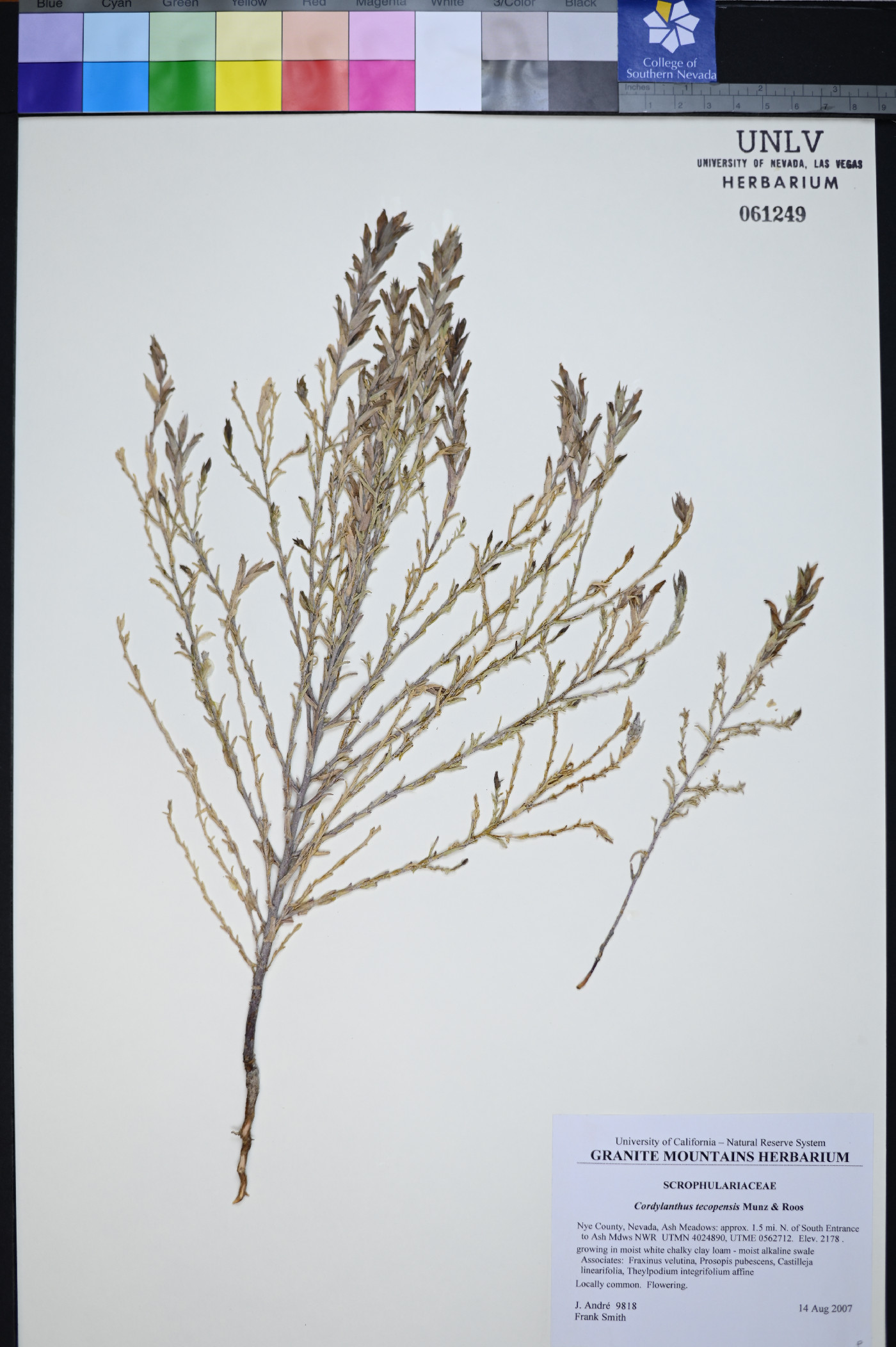 Cordylanthus tecopensis image