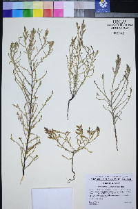 Cordylanthus tecopensis image