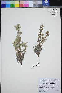 Oreocarya welshii image