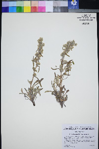 Oreocarya welshii image