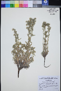 Oreocarya welshii image