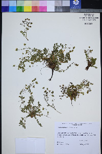 Ivesia jaegeri image