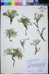 Rhinotropis subspinosa image