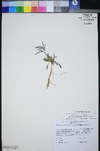 Boechera nevadensis image